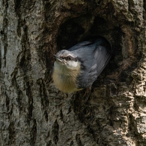 Redwell   28 05 2020   D500   Les 244.jpg